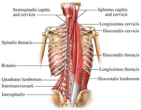 Figure 1. The small muscles of the spine as seen at the left of the spinal column.